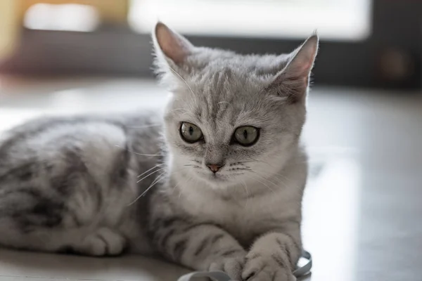 Lindo gatito en casa — Foto de Stock