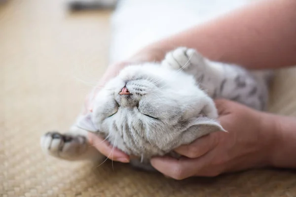 자 하는 행복 한 고양이 — 스톡 사진