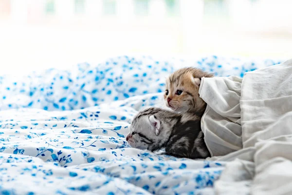 Gatinhos na cama — Fotografia de Stock