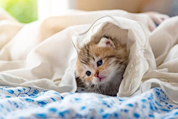 Kätzchen auf dem Bett — Stockfoto