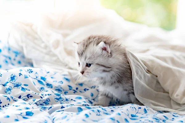 Kätzchen auf dem Bett — Stockfoto