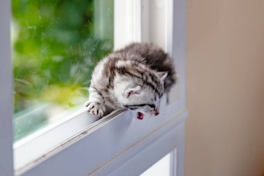 Penceredeki kedi yavrusu