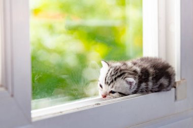 Penceredeki kedi yavrusu