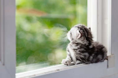 Penceredeki kedi yavrusu