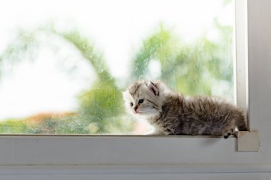 Penceredeki kedi yavrusu