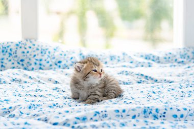 Şirin yalnız yavru kedi