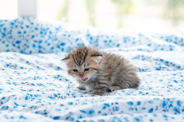 Şirin yalnız yavru kedi