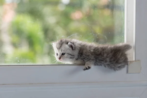 窓に子猫が — ストック写真