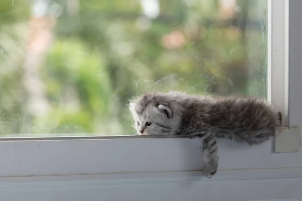 Kitten on window — Stock Photo, Image