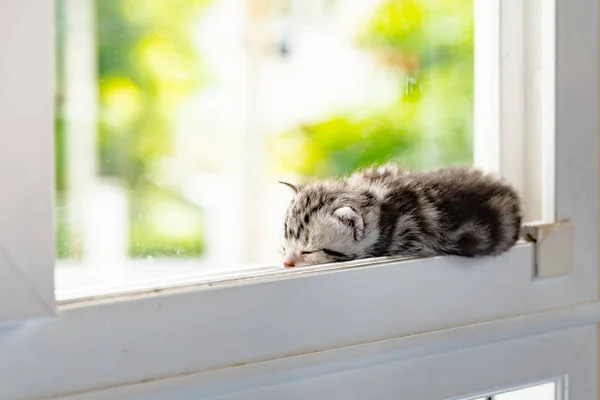 Chaton sur la fenêtre — Photo