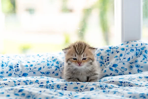 Gatinho no café de gato — Fotografia de Stock