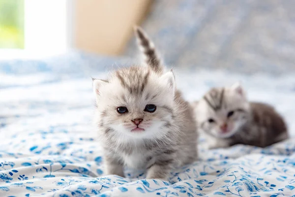 Cute lonely kitten — Stock Photo, Image