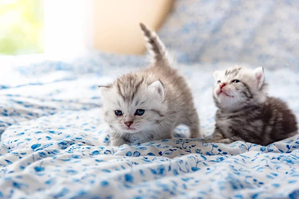 Şirin yalnız yavru kedi — Stok fotoğraf