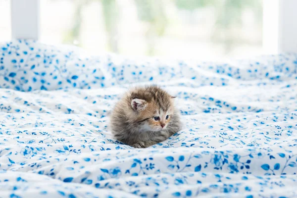 Милий кошеня самотньо — стокове фото