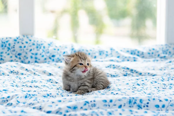 Gatinho solitário bonito — Fotografia de Stock