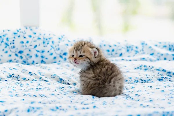 Lindo gatito solitario — Foto de Stock