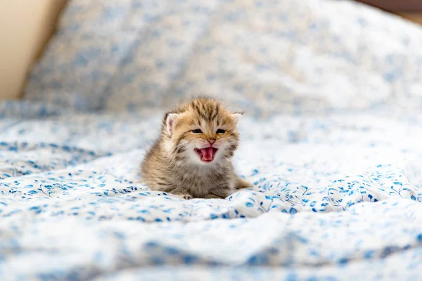 Cute lonely kitten — Stock Photo, Image