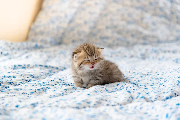 귀여운 외로운 고양이 — 스톡 사진