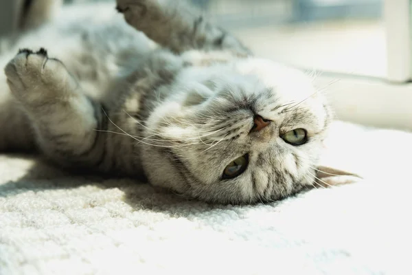 게으른 고양이 거짓말 — 스톡 사진