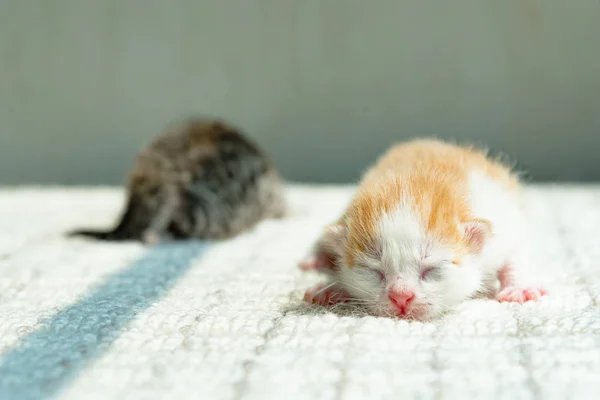 Cute newborn kitten — Stock Photo, Image