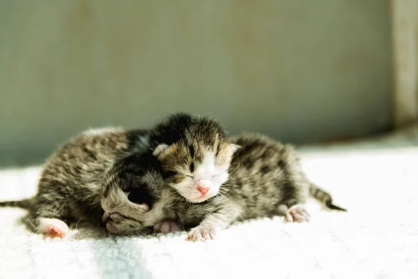 Милий кошеня новонароджених — стокове фото