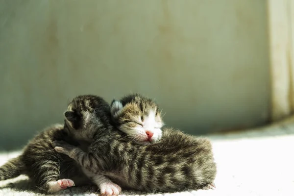 Şirin newborn yavru kedi — Stok fotoğraf