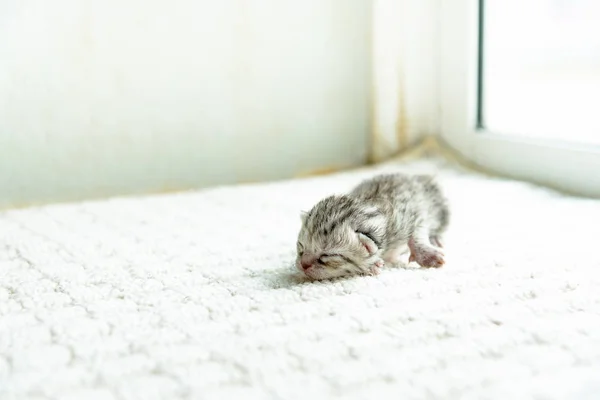 Cute newborn kitten — Stock Photo, Image