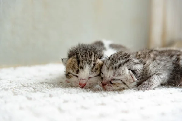 Aranyos újszülött cica — Stock Fotó