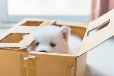 Kağıt kutusu içinde oturan güzel beyaz Sibirya köpek yavrusu, yakın çekim.