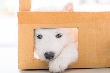 Kağıt kutusu içinde oturan güzel beyaz Sibirya köpek yavrusu, yakın çekim.