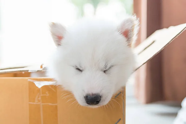 Kağıt Kutusu Içinde Oturan Güzel Beyaz Sibirya Köpek Yavrusu Yakın — Stok fotoğraf