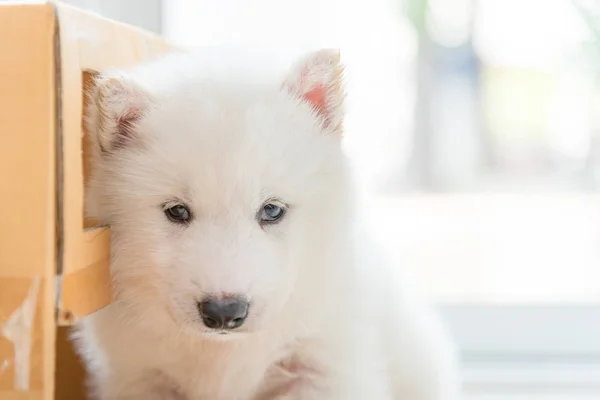 Primer Plano Hermoso Cachorro Siberiano Blanco Sentado Caja Papel —  Fotos de Stock