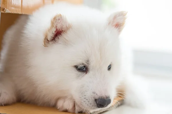 Close Beautiful White Siberian Puppy Sitting Paper Box — Stock Photo, Image