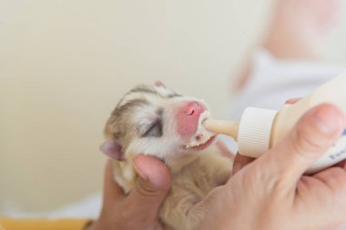 Hasta köpek pet şişe süt emmeye çalışıyor, yakın çekim.