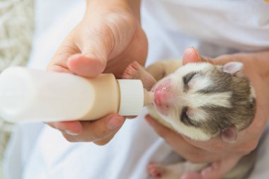 Hasta köpek pet şişe süt emmeye çalışıyor, yakın çekim.