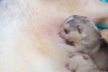 Şirin Sibirya husky yavrusu anne sütünden yeme, yakın çekim.