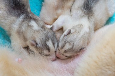 Şirin Sibirya husky yavrusu anne sütünden yeme, yakın çekim.