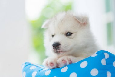 Şirin Sibirya köpek yavrusu oyun ve petbed evinde yatan yakın çekim.