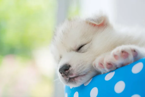 Primer Plano Lindo Siberiano Cachorro Jugar Acostado Petbed Casa —  Fotos de Stock