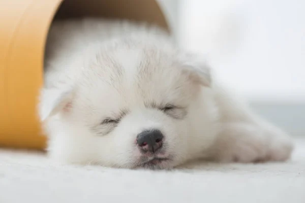 Primer Plano Lindo Perezoso Cachorro Siberiano Acostado Dormir Suelo Por — Foto de Stock