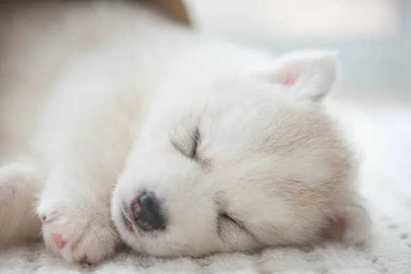 Sluiten Van Schattige Luie Siberische Puppy Liggend Slapen Vloer Ochtend — Stockfoto