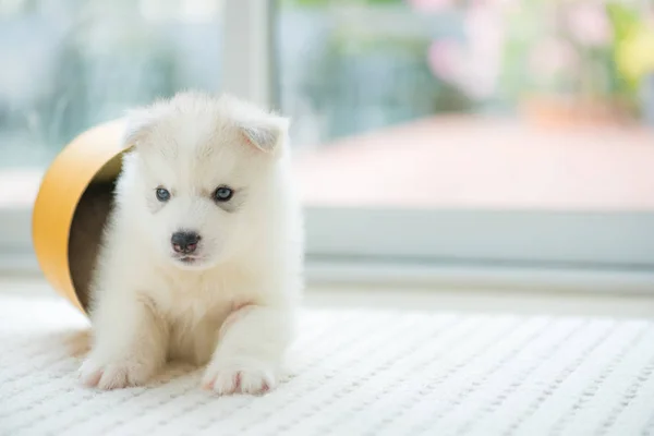 家の地面で遊ぶ幸せシベリア子犬のクローズ アップ — ストック写真