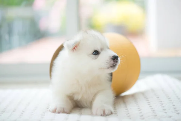 Close Happy Siberian Puppy Playing Ground Home — Stock Photo, Image