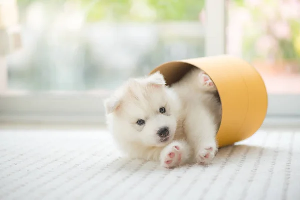 Close Happy Siberian Puppy Playing Ground Home — Stock Photo, Image