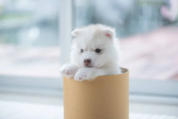 Kağıt Kutusu Içinde Oturan Sevimli Sibirya Köpek Yavrusu Yakın Çekim — Stok fotoğraf