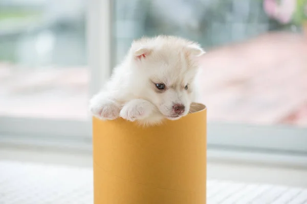 Close Cute Siberian Puppy Sitting Paper Box — Stock Photo, Image