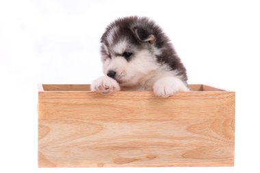 Ahşap kutu izole beyaz arka plan üzerinde oturan sevimli Sibirya köpek yavrusu, yakın çekim.