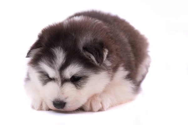 关闭可爱的西伯利亚小狗在白色背景隔离 — 图库照片