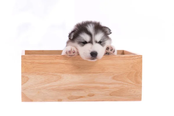 Close Cute Siberian Puppy Sitting Wooden Box White Background Isolated — Stock Photo, Image