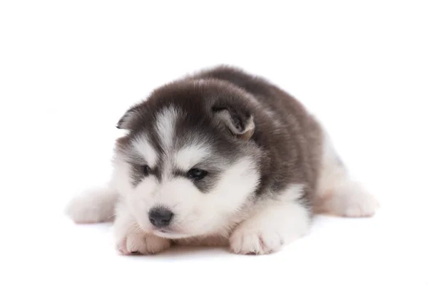 Primer Plano Lindo Cachorro Siberiano Sobre Fondo Blanco Aislado — Foto de Stock
